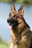 BERGER ALLEMAND 704